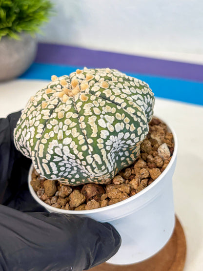 Astrophytum Super Kabuto (at10) (02) | sand dollar cactus