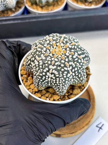 Astrophytum Star Shape (at3) (g4) | Very Rare Cactus