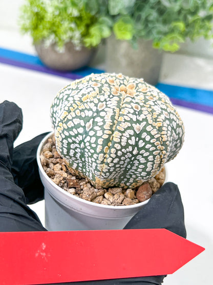 Astrophytum Super Kabuto (#T7A) | Las Vegas Botanical Shop | 3" Pot