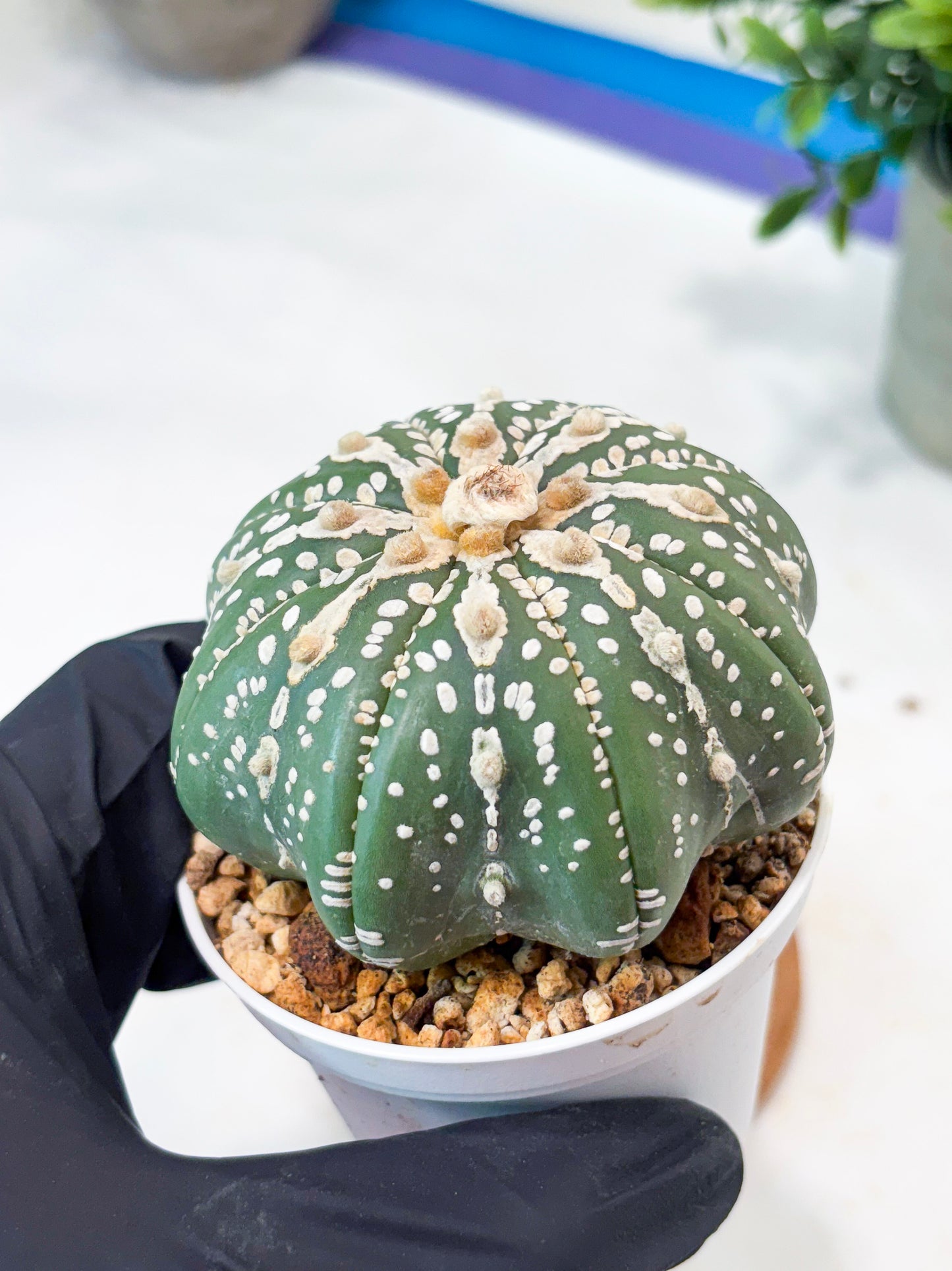 Astrophytum V-Type Nudum (T9) (g2) | SHIP from USA
