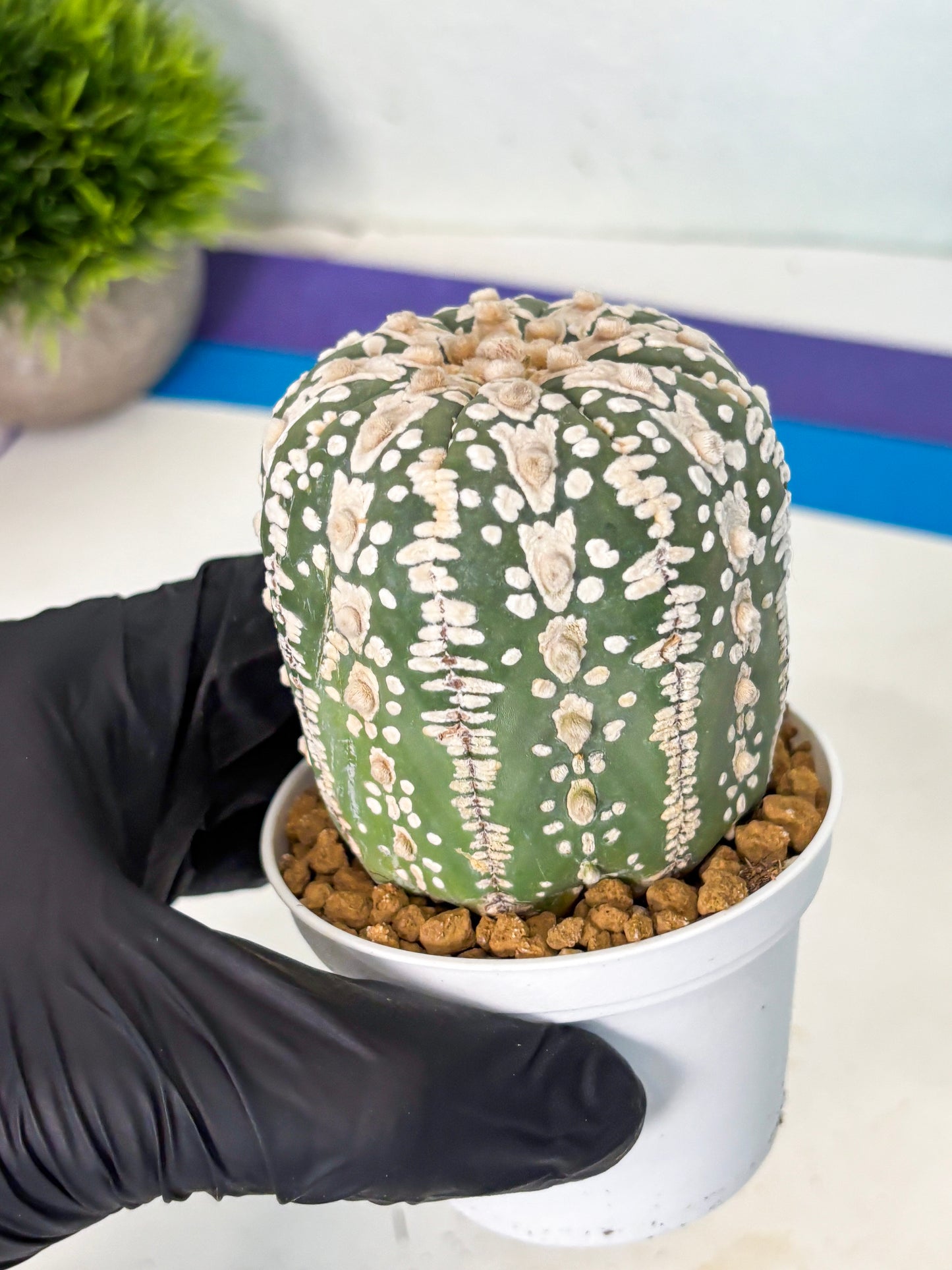 Astrophytum V-Type (at6) (b4) | Rare Star Cactus