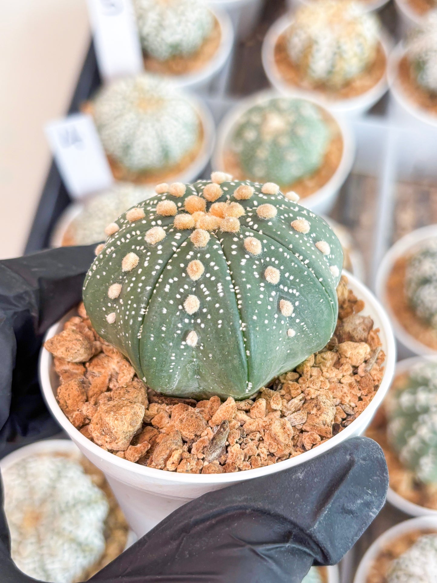 Astrophytum Super Kabuto (t12) (p3) | 3" Pot