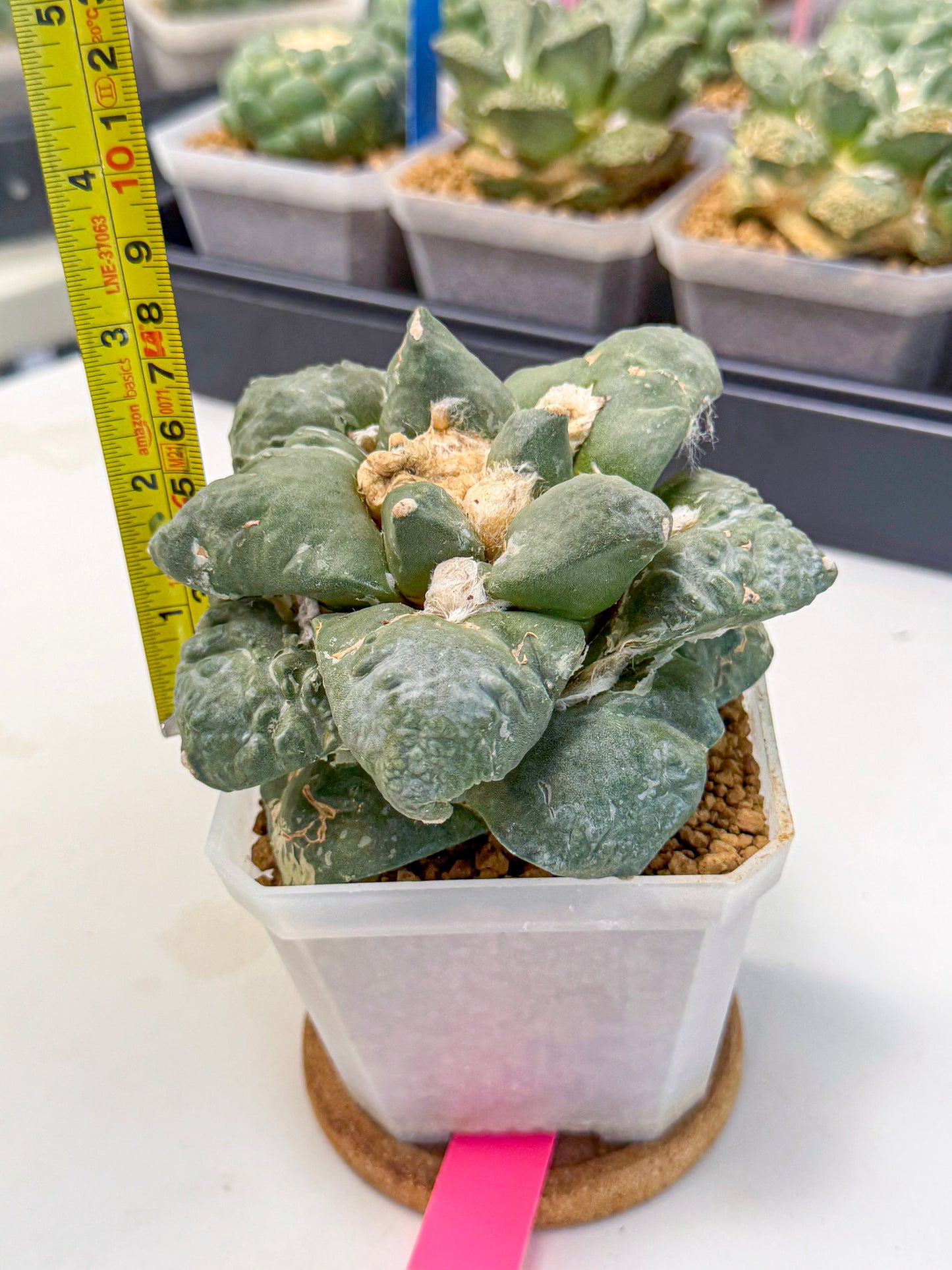 Ariocarpus Cultivar (pp) | Living rock cactus