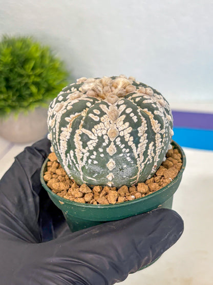 Astrophytum 5-Ribs (at7) (r7) | Living Rocks