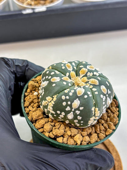 Astrophytum Fukuryu (at8) (02) | Rare Plant | Succulent Cactus