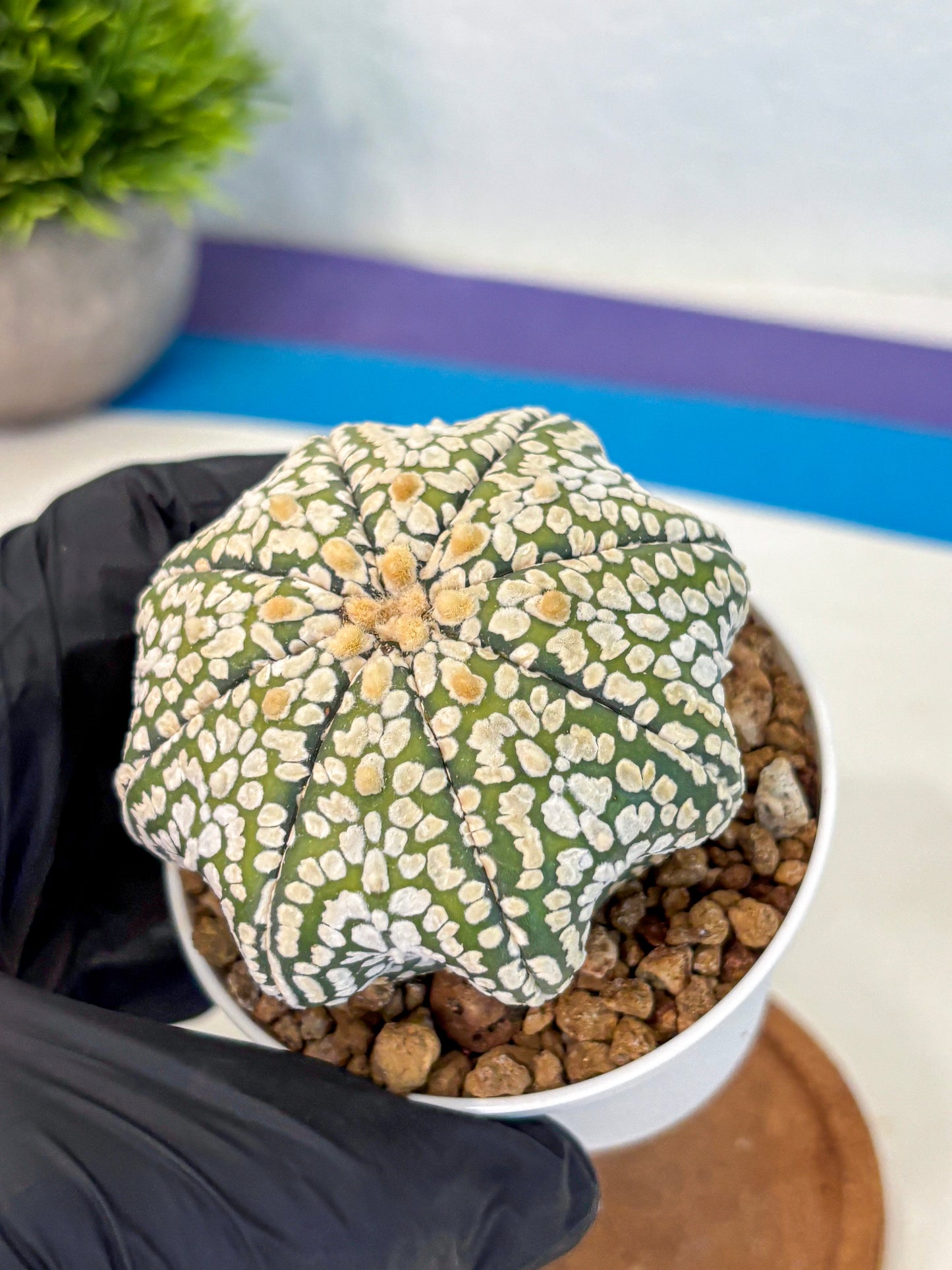 Astrophytum Super Kabuto (at10) (02) | sand dollar cactus