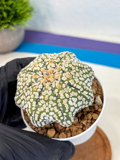 Astrophytum Super Kabuto (at10) (02) | sand dollar cactus