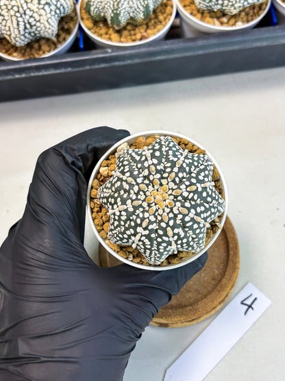Astrophytum Star Shape (at3) (g4) | Very Rare Cactus