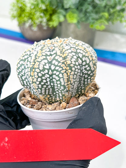 Astrophytum Super Kabuto (#T7A) | Las Vegas Botanical Shop | 3" Pot