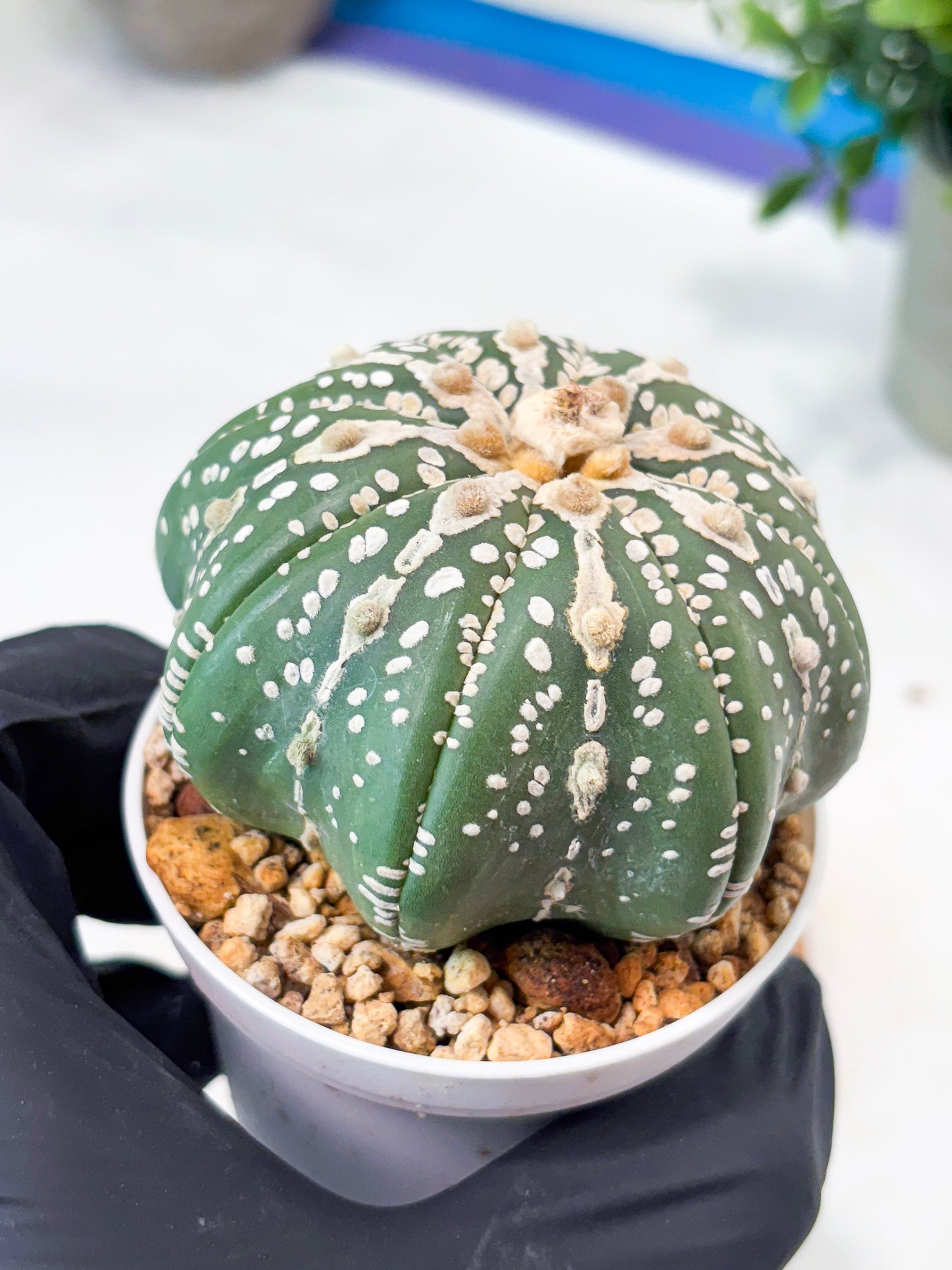 Astrophytum V-Type Nudum (T9) (g2) | SHIP from USA