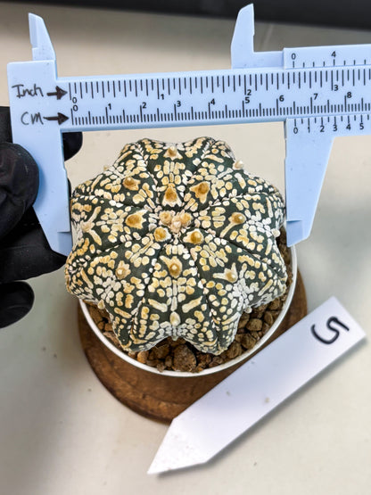 Astrophytum V-Type (at6) (b5) | Rare Star Cactus