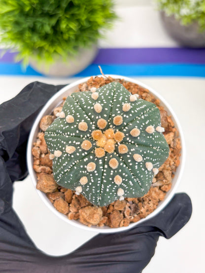 Astrophytum Super Kabuto (t12) (p3) | 3" Pot