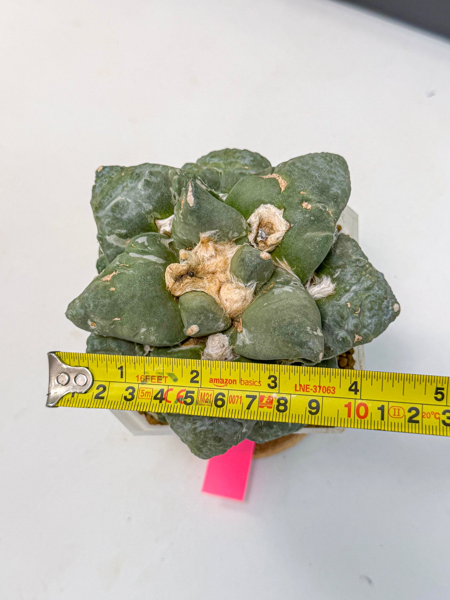 Ariocarpus Cultivar (pp) | Living rock cactus