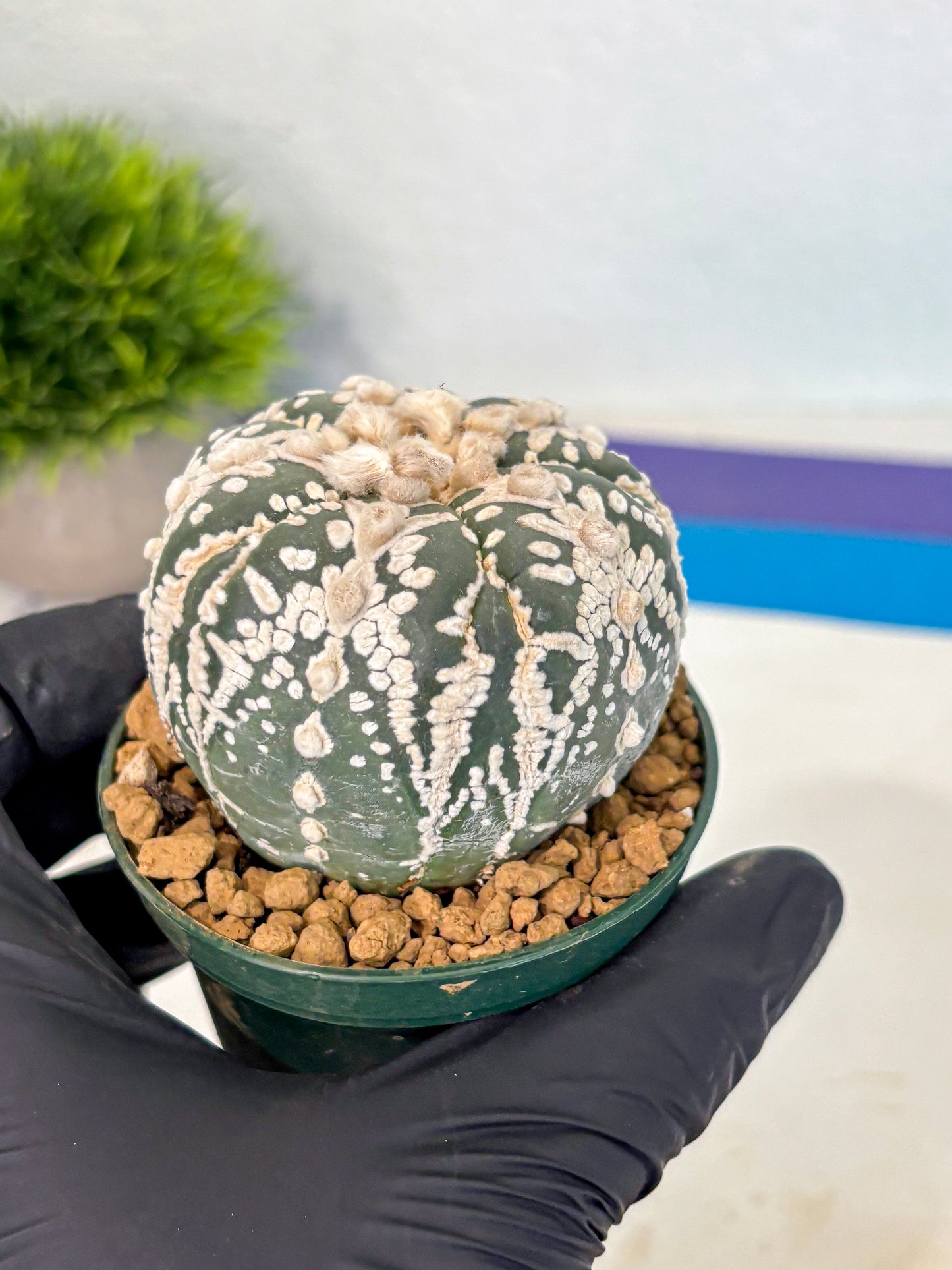Astrophytum 5-Ribs (at7) (r7) | Living Rocks