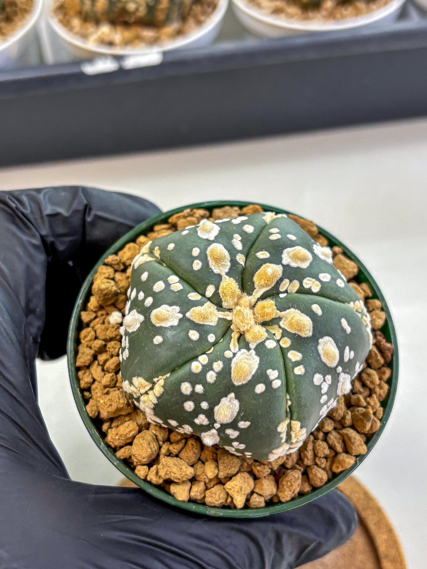Astrophytum Fukuryu (at8) (02) | Rare Plant | Succulent Cactus