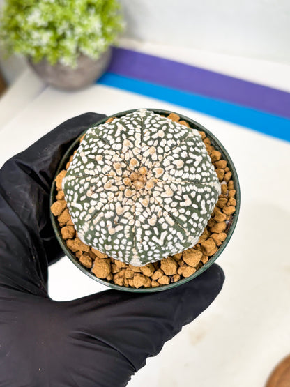 Astrophytum V-Type (at1) (p6) | Imported Cactus