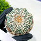 Astrophytum V-Type (#T4A) | Las Vegas Plant Shop | 3" Pot