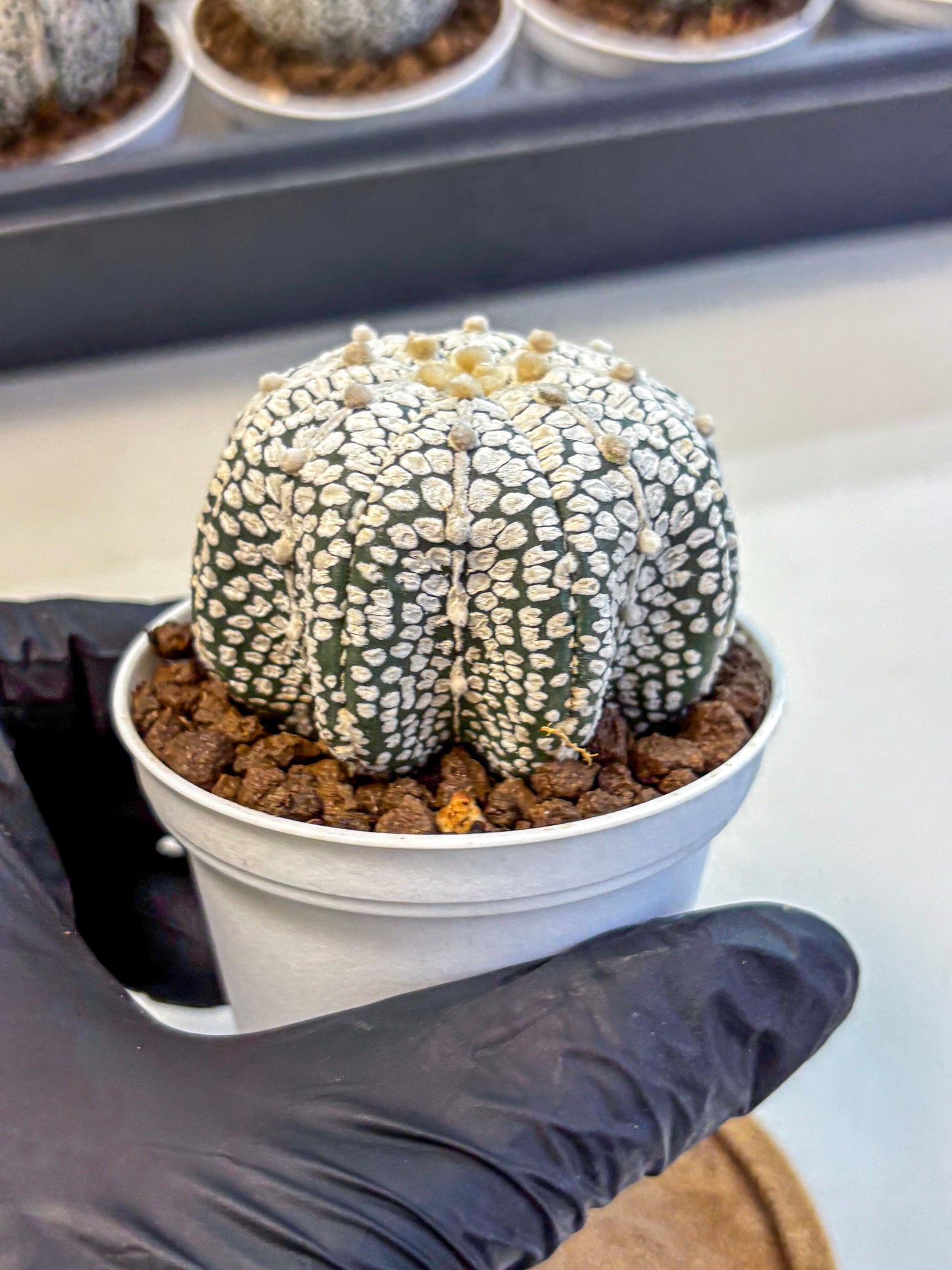 Astrophytum V Type (at5) (04) |  Sea urchin cactus