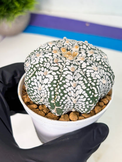 Astrophytum V-Type (at5) (p3) | Rare imported Plant