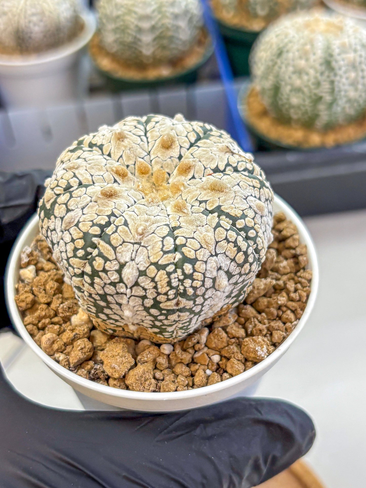 Astrophytum V Type (at2) (04) | Live Plant | Rare Collection