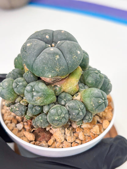 Spineless Cactus (Lo1) (g2) | For Advanced Growers