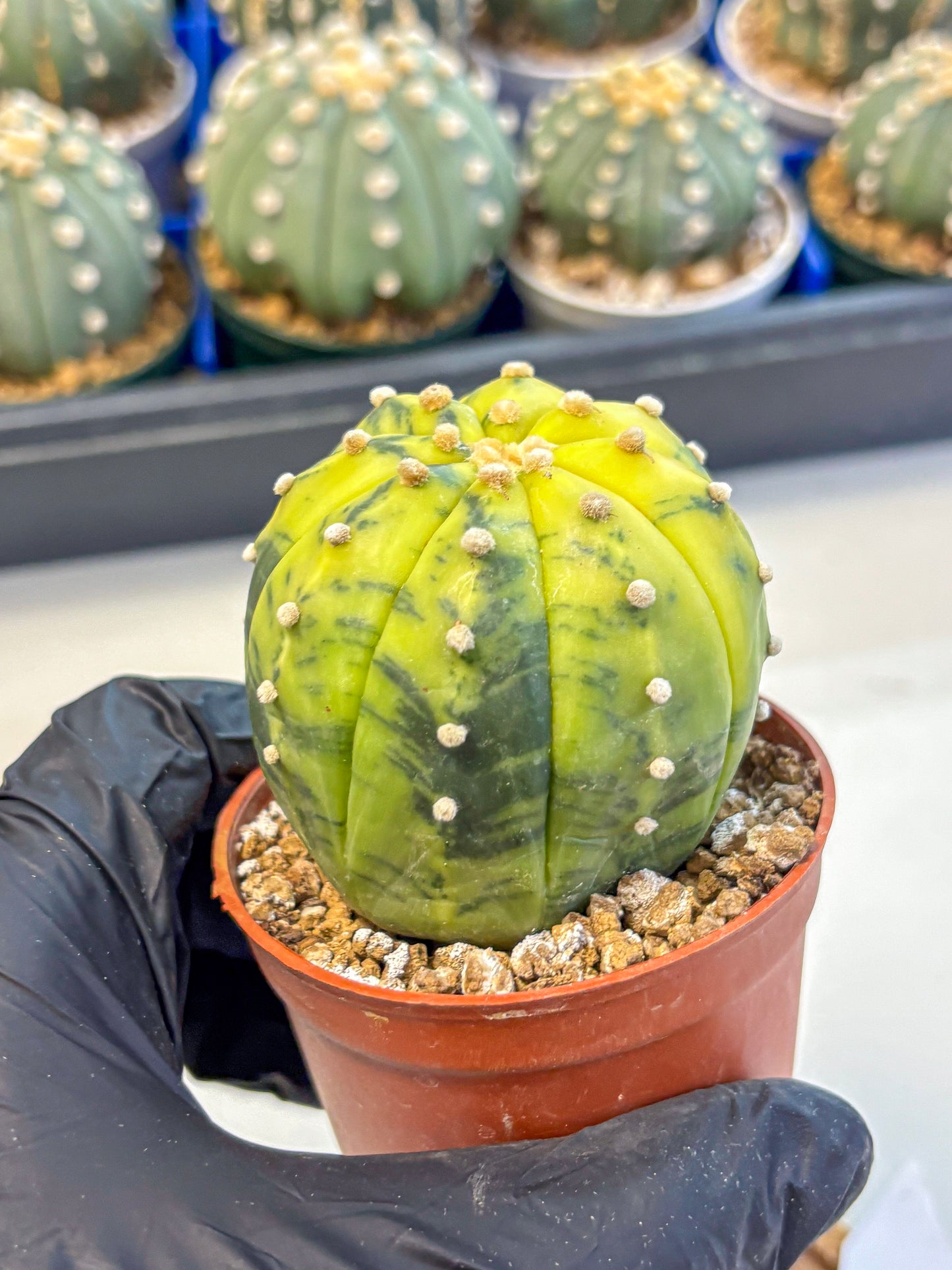 Astrophytum Variegated (at9) (04) | Rare Plant | Live Cactus