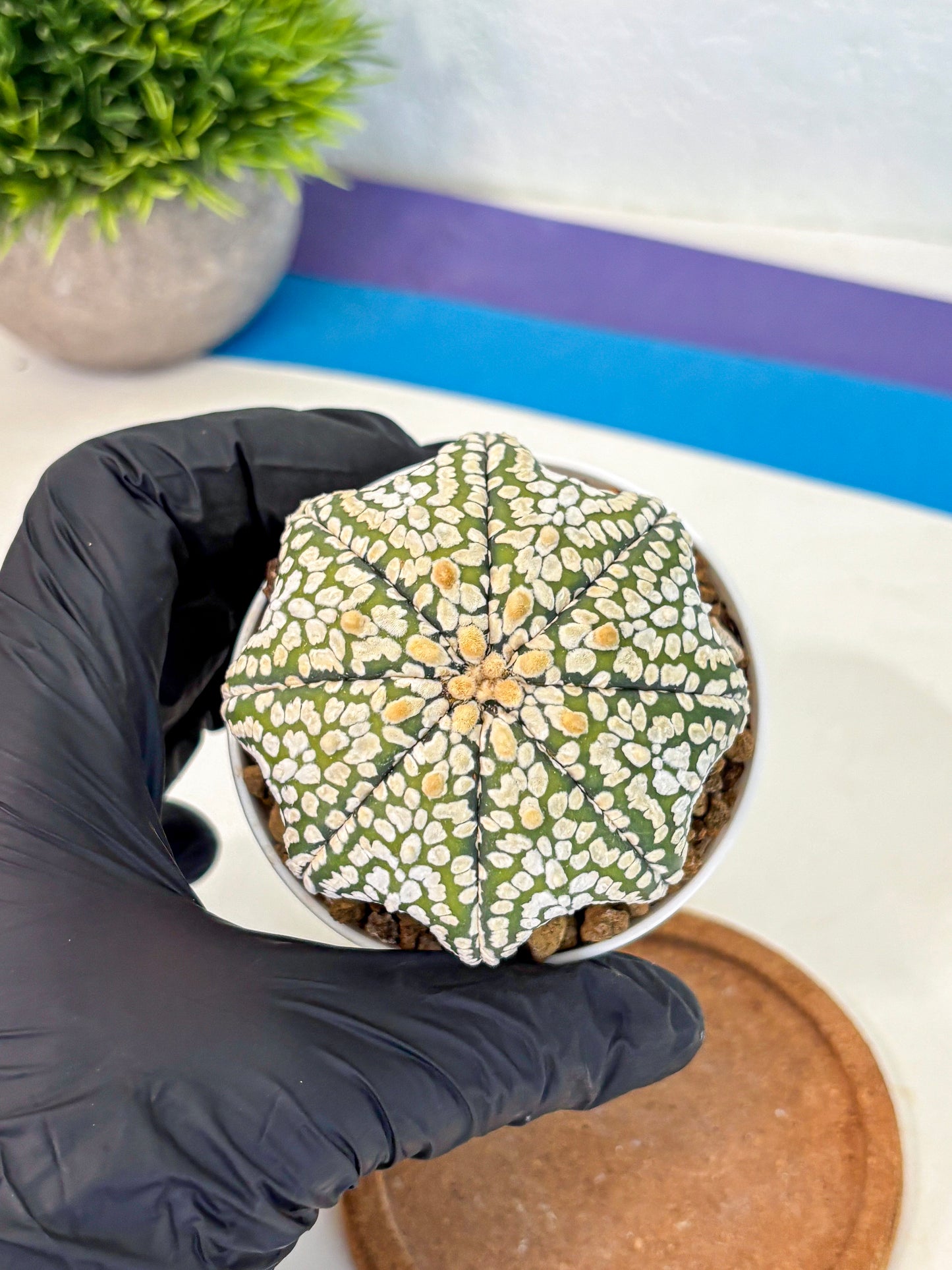 Astrophytum Super Kabuto (at10) (02) | sand dollar cactus