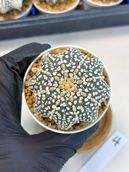 Astrophytum Star Shape (at3) (g4) | Very Rare Cactus