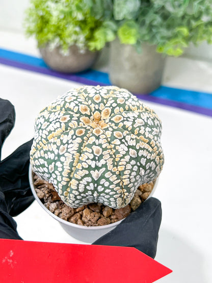 Astrophytum Super Kabuto (#T7A) | Las Vegas Botanical Shop | 3" Pot