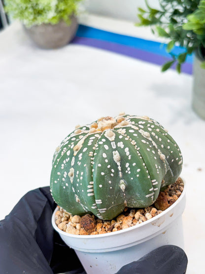 Astrophytum V-Type Nudum (T9) (g2) | SHIP from USA