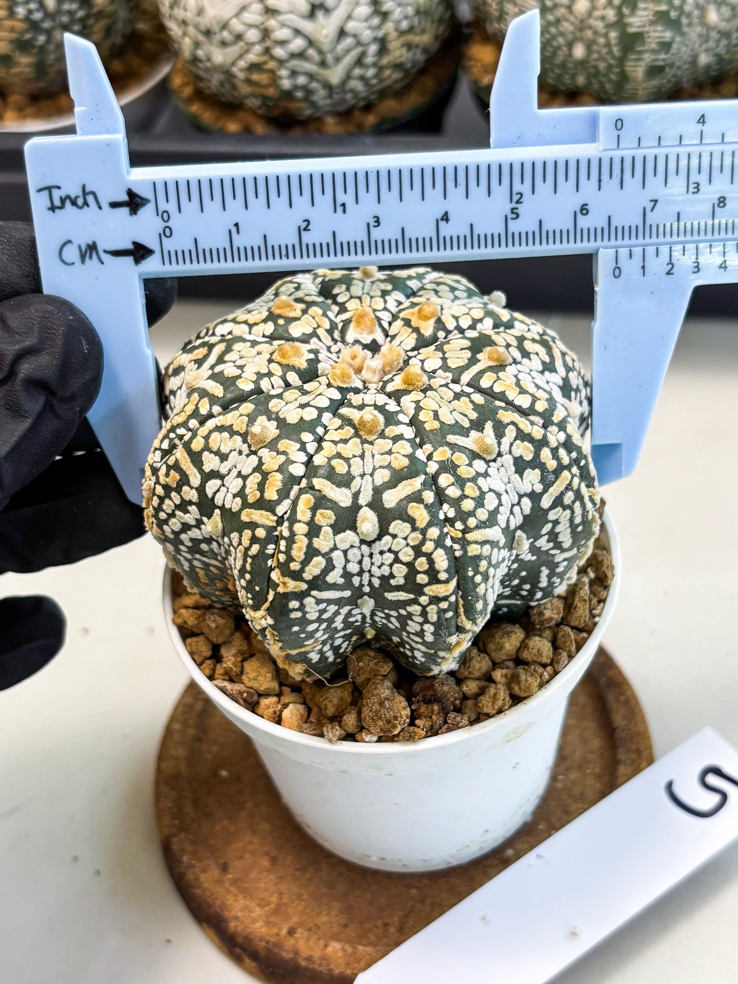 Astrophytum V-Type (at6) (b5) | Rare Star Cactus