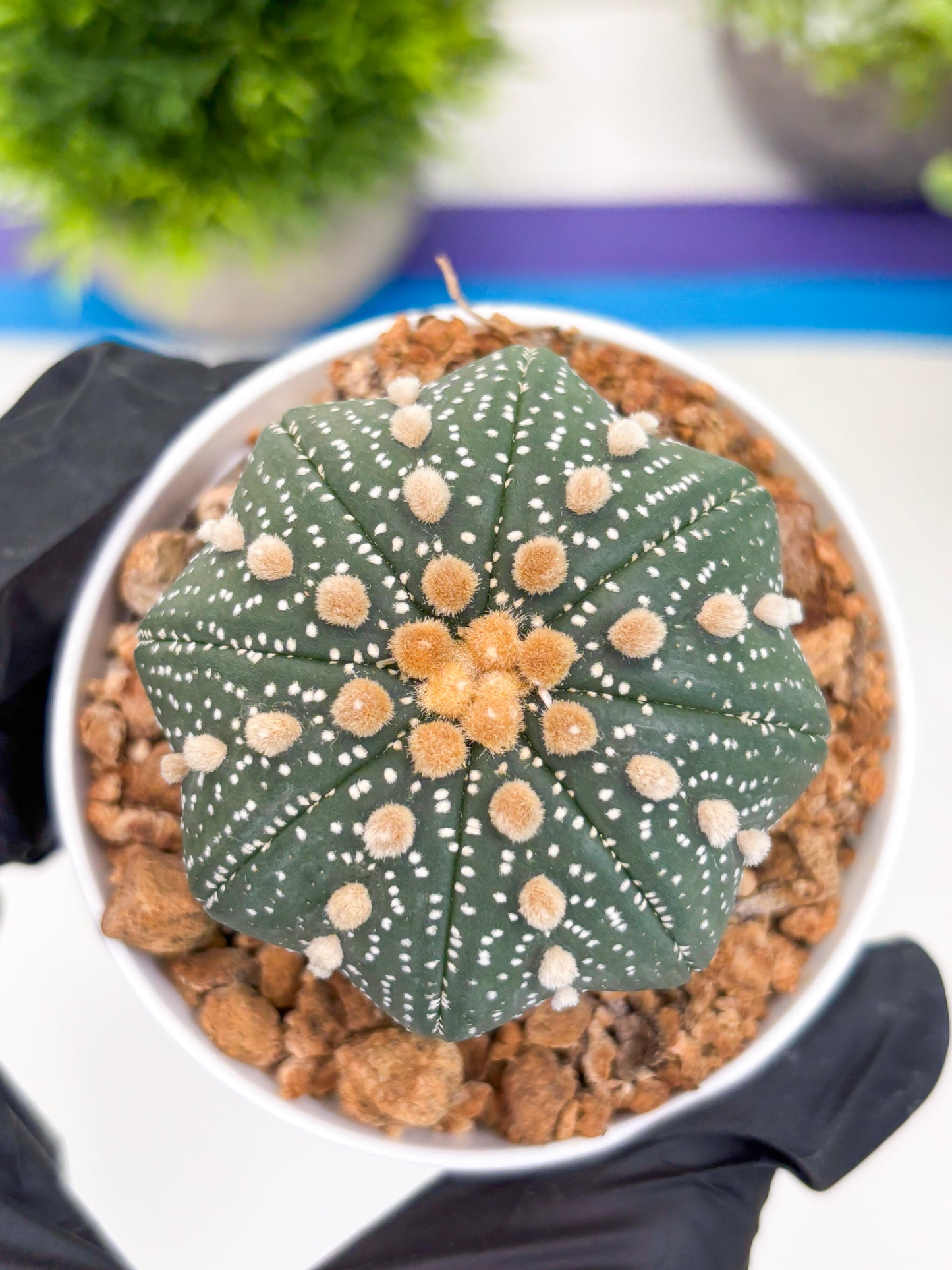 Astrophytum Super Kabuto (t12) (p3) | 3" Pot