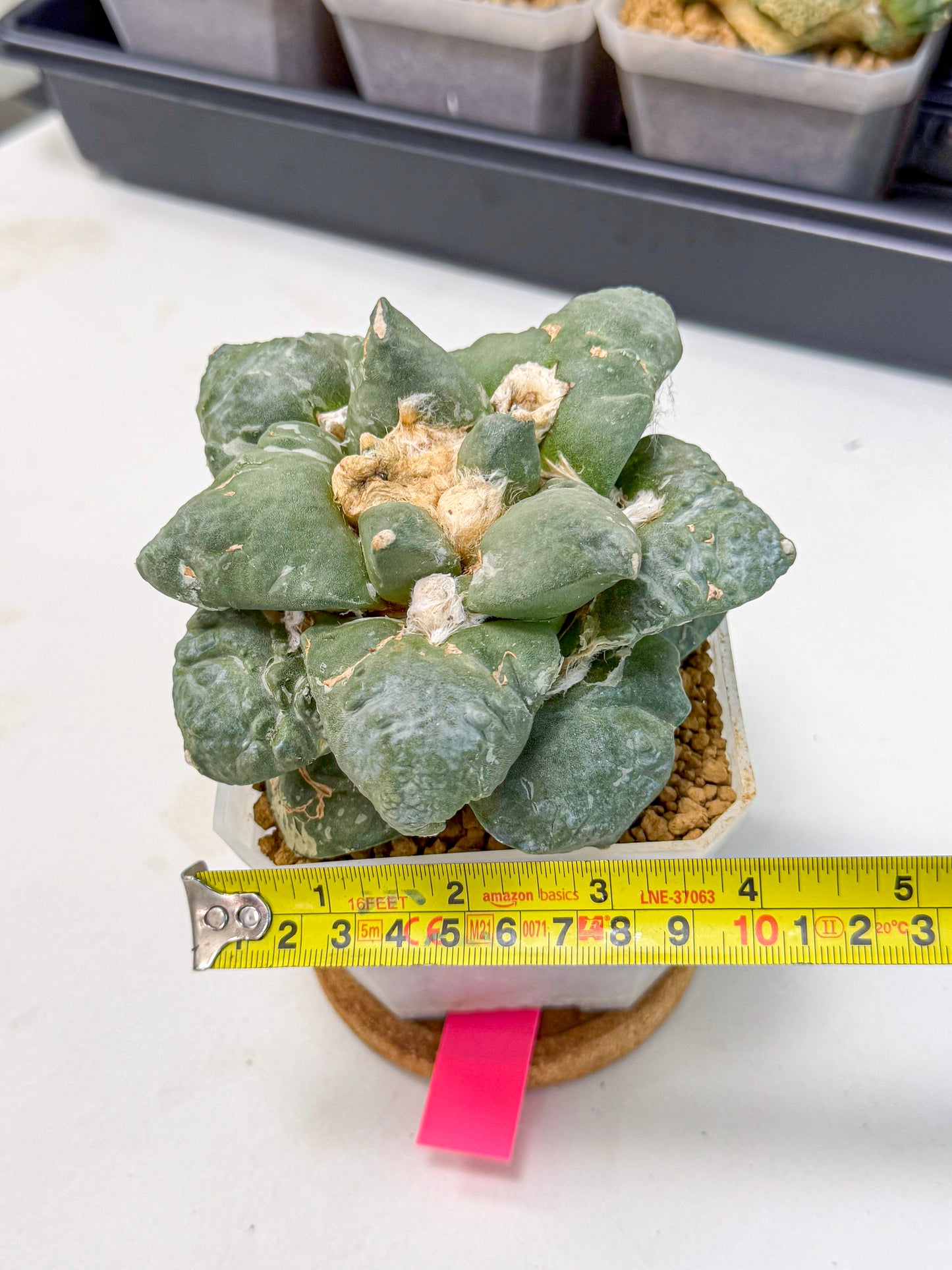 Ariocarpus Cultivar (pp) | Living rock cactus