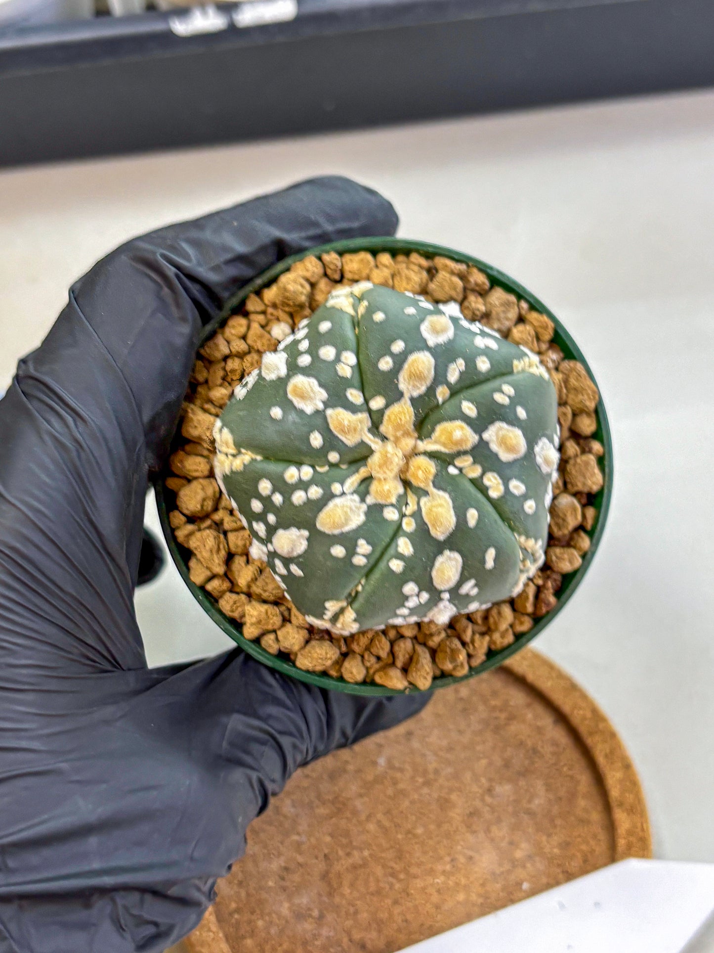 Astrophytum Fukuryu (at8) (02) | Rare Plant | Succulent Cactus