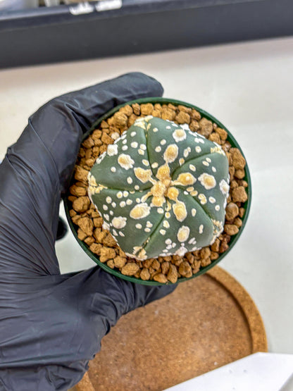 Astrophytum Fukuryu (at8) (02) | Rare Plant | Succulent Cactus