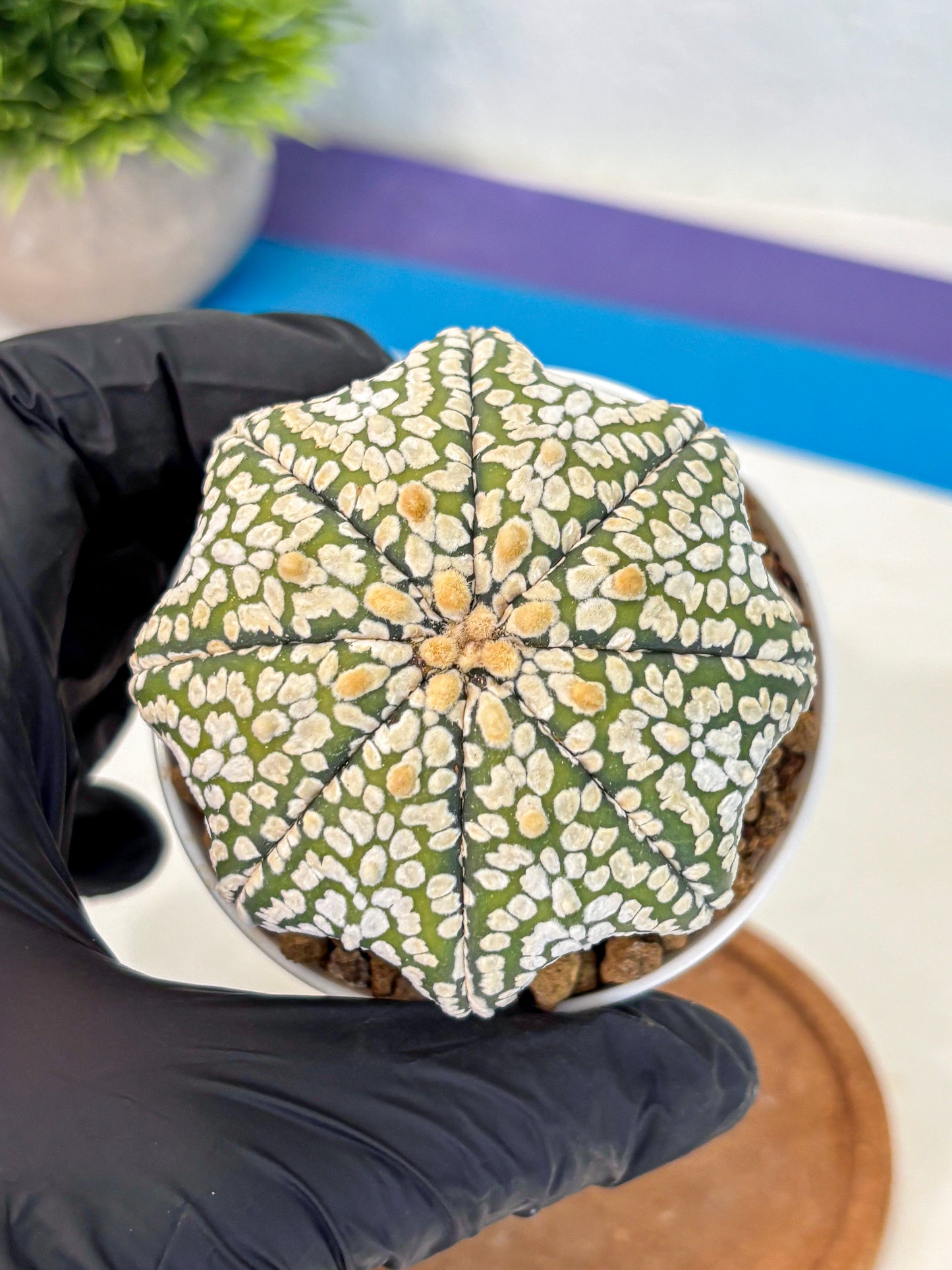 Astrophytum Super Kabuto (at10) (02) | sand dollar cactus