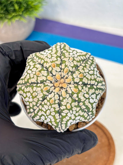 Astrophytum Super Kabuto (at10) (02) | sand dollar cactus