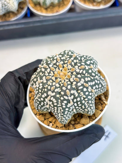 Astrophytum Star Shape (at3) (g4) | Very Rare Cactus