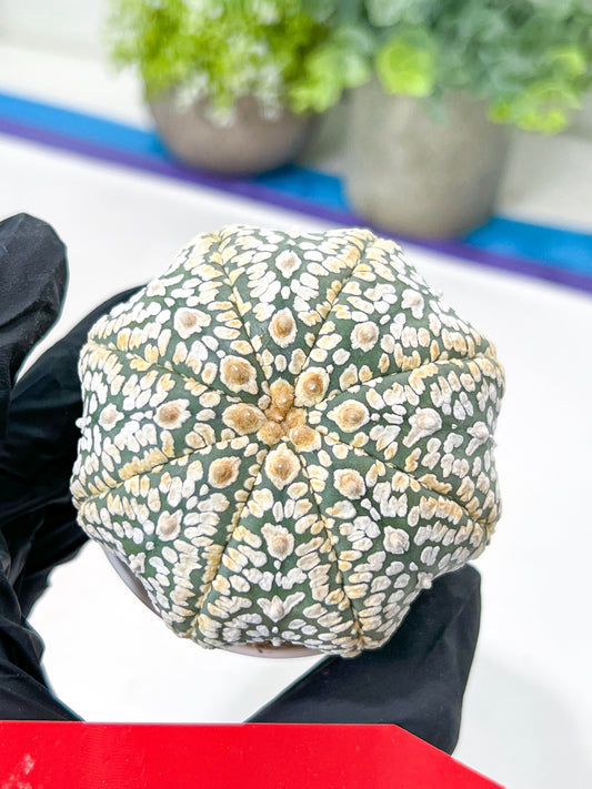 Astrophytum Super Kabuto (#T7A) | Las Vegas Botanical Shop | 3" Pot