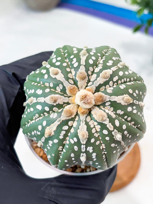 Astrophytum V-Type Nudum (T9) (g2) | SHIP from USA