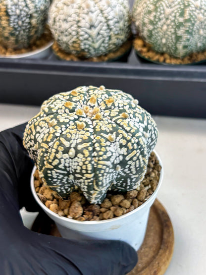 Astrophytum V-Type (at6) (b5) | Rare Star Cactus