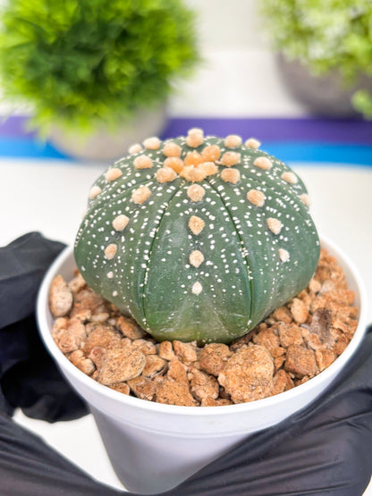 Astrophytum Super Kabuto (t12) (p3) | 3" Pot