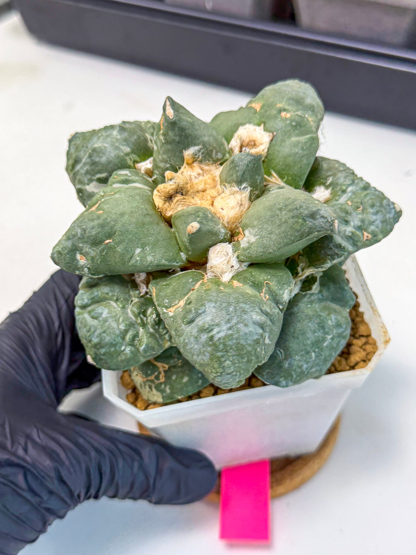 Ariocarpus Cultivar (pp) | Living rock cactus