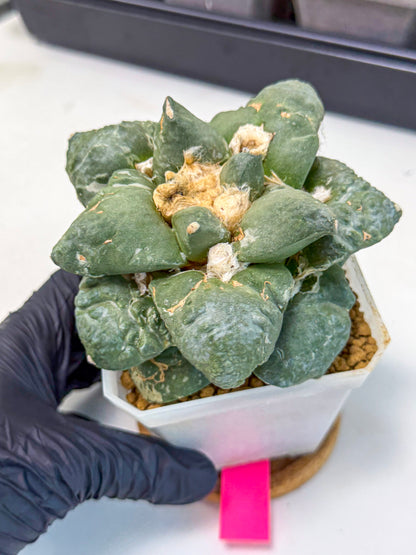 Ariocarpus Cultivar (pp) | Living rock cactus