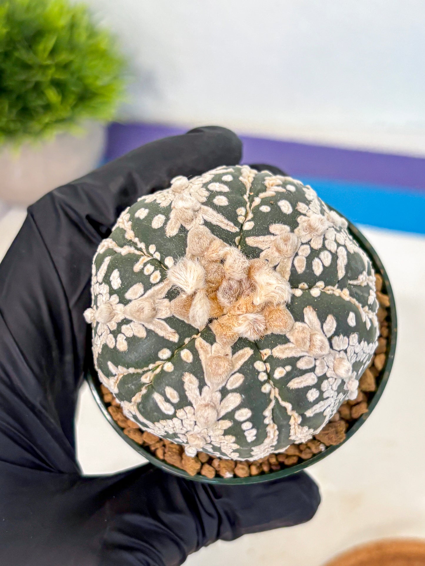 Astrophytum 5-Ribs (at7) (r7) | Living Rocks