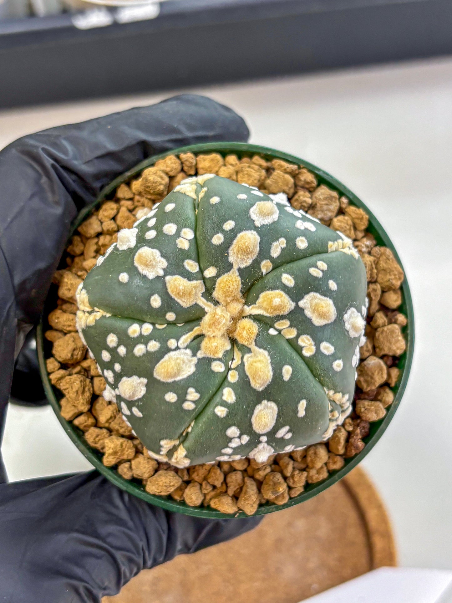 Astrophytum Fukuryu (at8) (02) | Rare Plant | Succulent Cactus