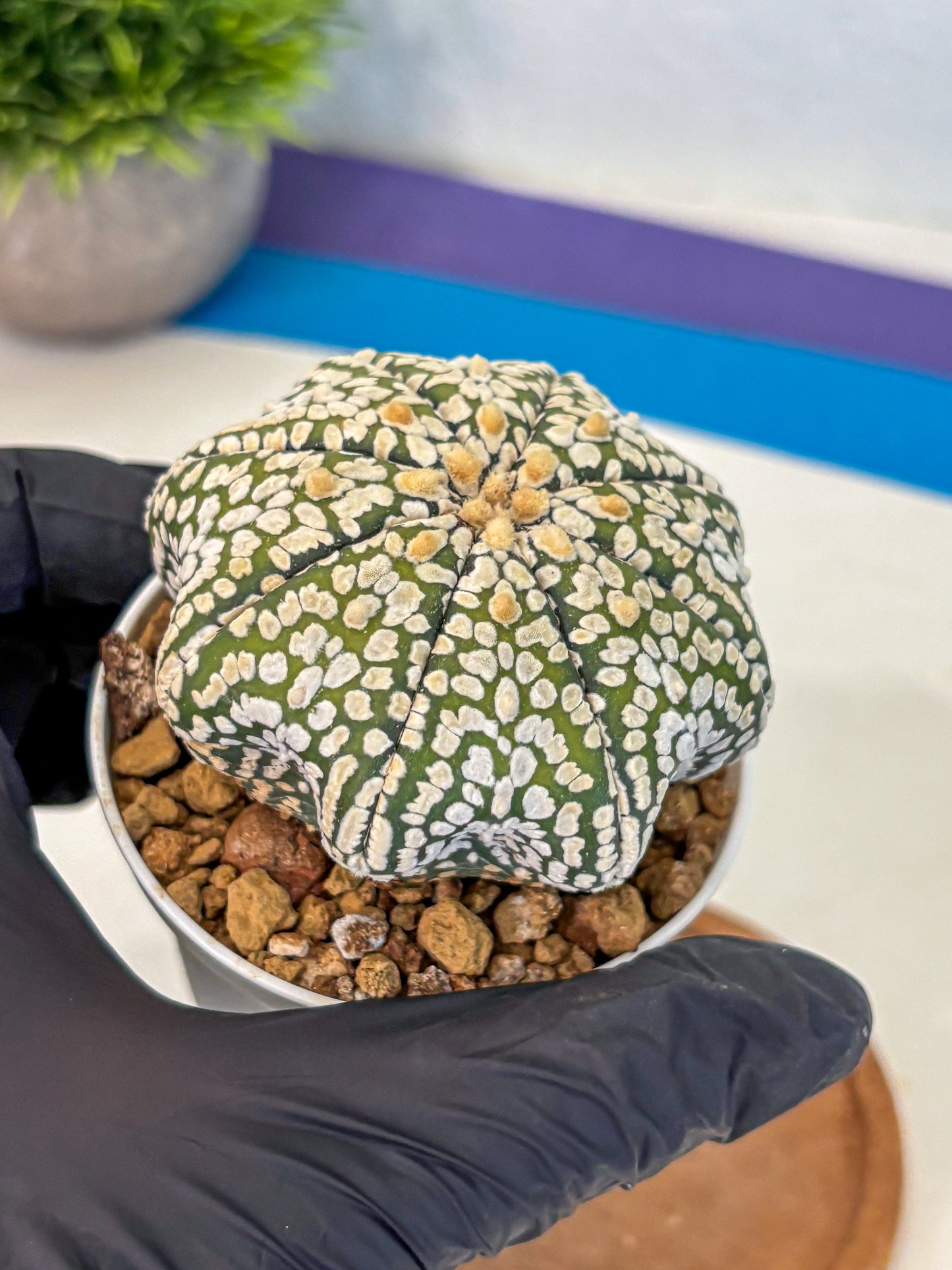 Astrophytum Super Kabuto (at10) (02) | sand dollar cactus