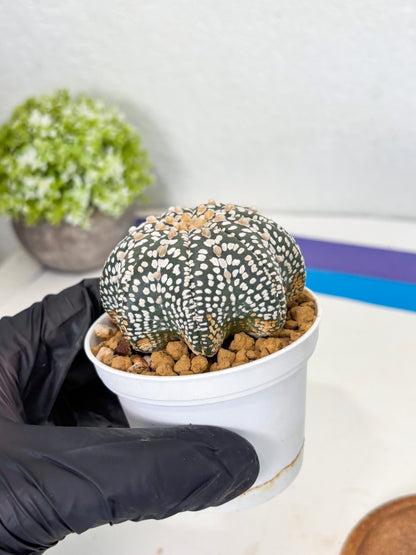 Astrophytum Star Shape (at3) (g4) | Very Rare Cactus