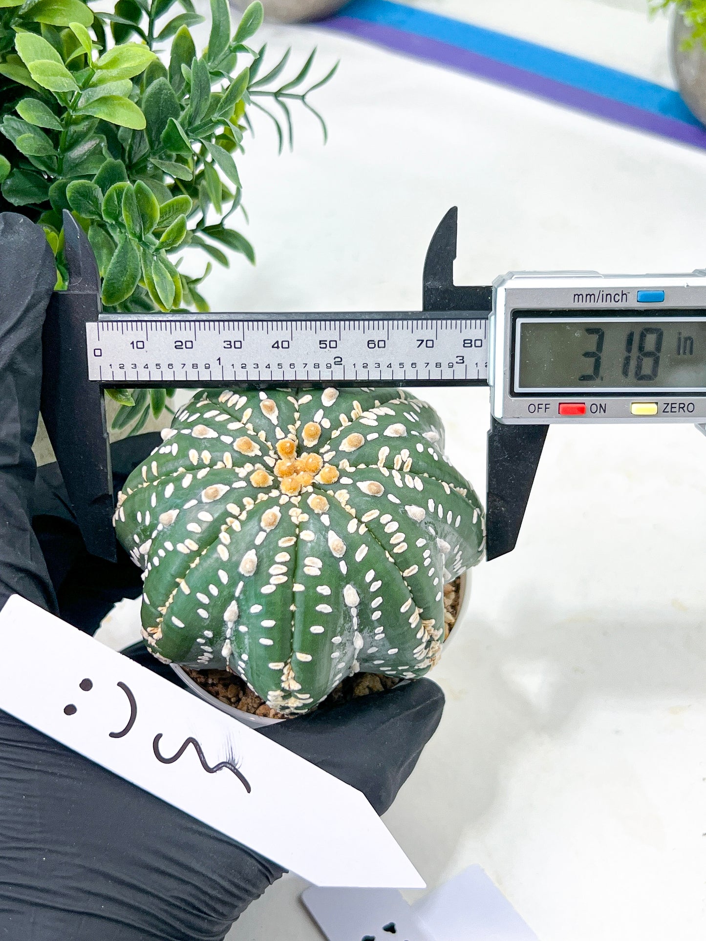 Astrophytum Super Kabuto (#T7A) | Las Vegas Botanical Shop | 3" Pot