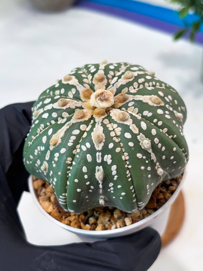 Astrophytum V-Type Nudum (T9) (g2) | SHIP from USA